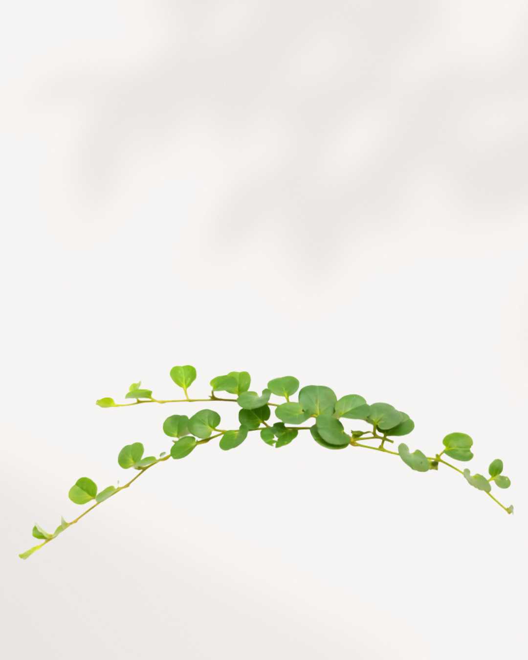 Pilea Depressa Baby Tears