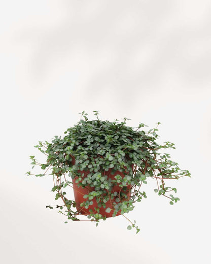 Pilea Glauca | Buy Online Pro Tip and Care Guide - Delivery from Toronto across Canada - Mygreenscape