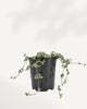 Pilea Glauca Aquamarine