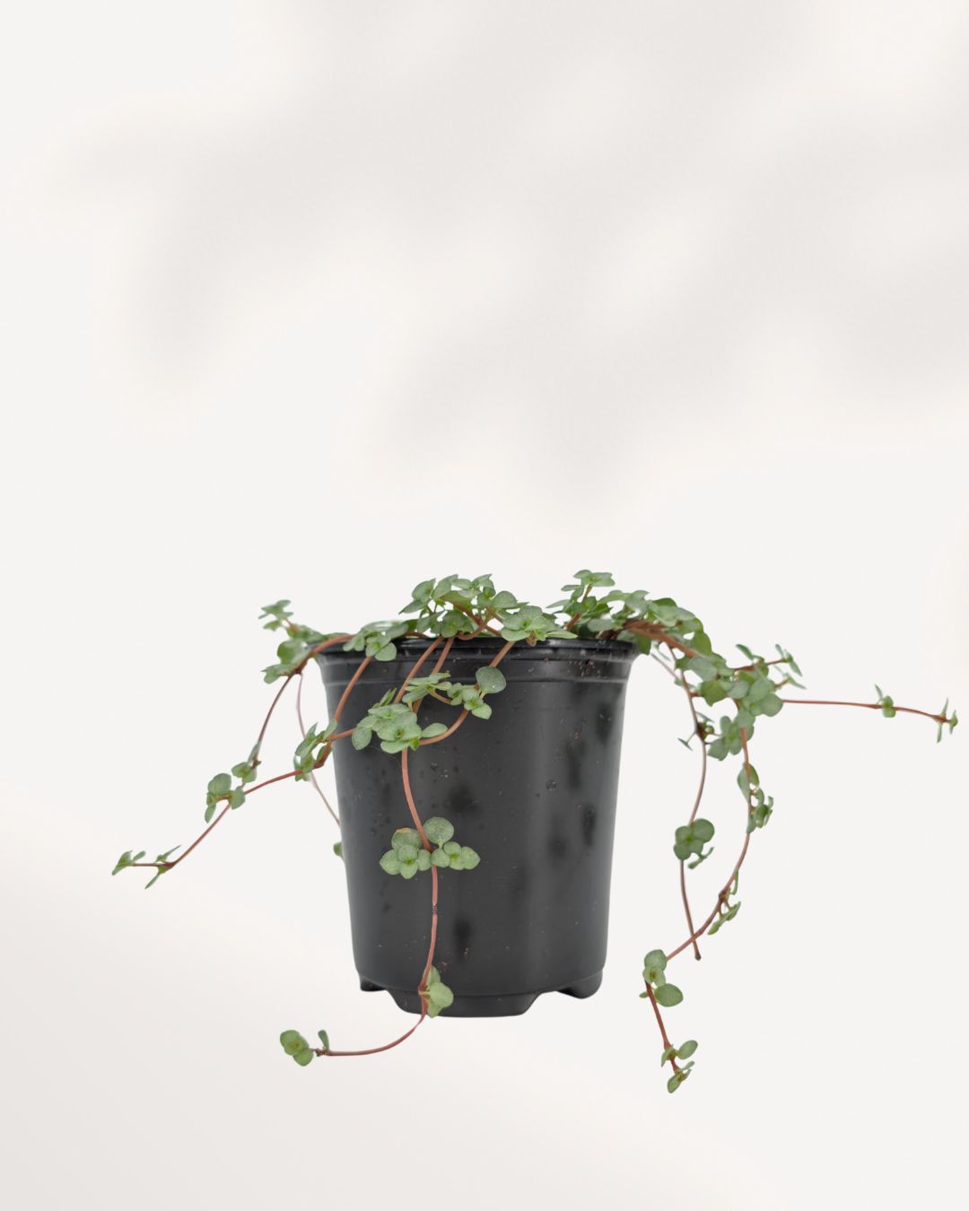 Pilea Glauca Aquamarine