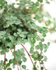 Pilea Glauca | Buy Online Pro Tip and Care Guide - Delivery from Toronto across Canada - Mygreenscape
