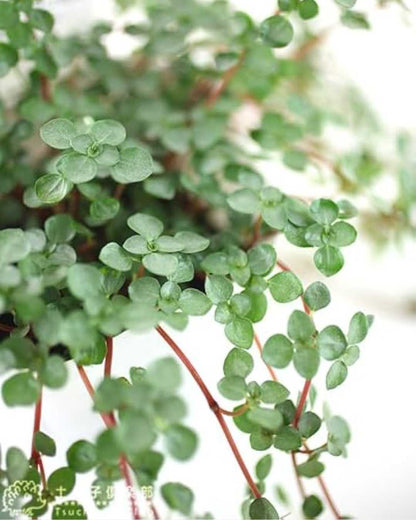 Pilea Glauca | Buy Online Pro Tip and Care Guide - Delivery from Toronto across Canada - Mygreenscape