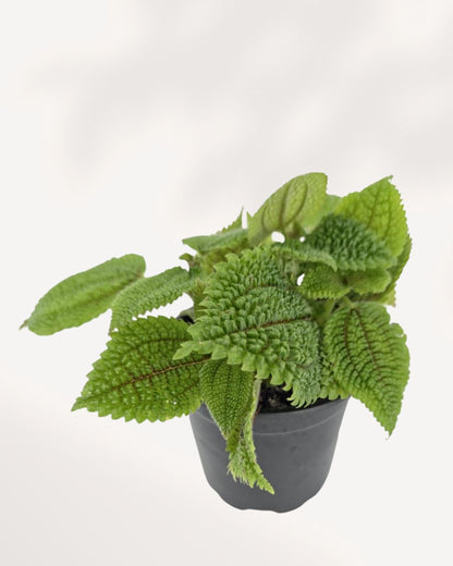 Vallée de la Lune de Pilea