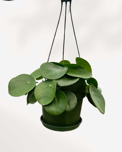 Pilea Peperomioides (Chinese Money Plant) Hanging Basket