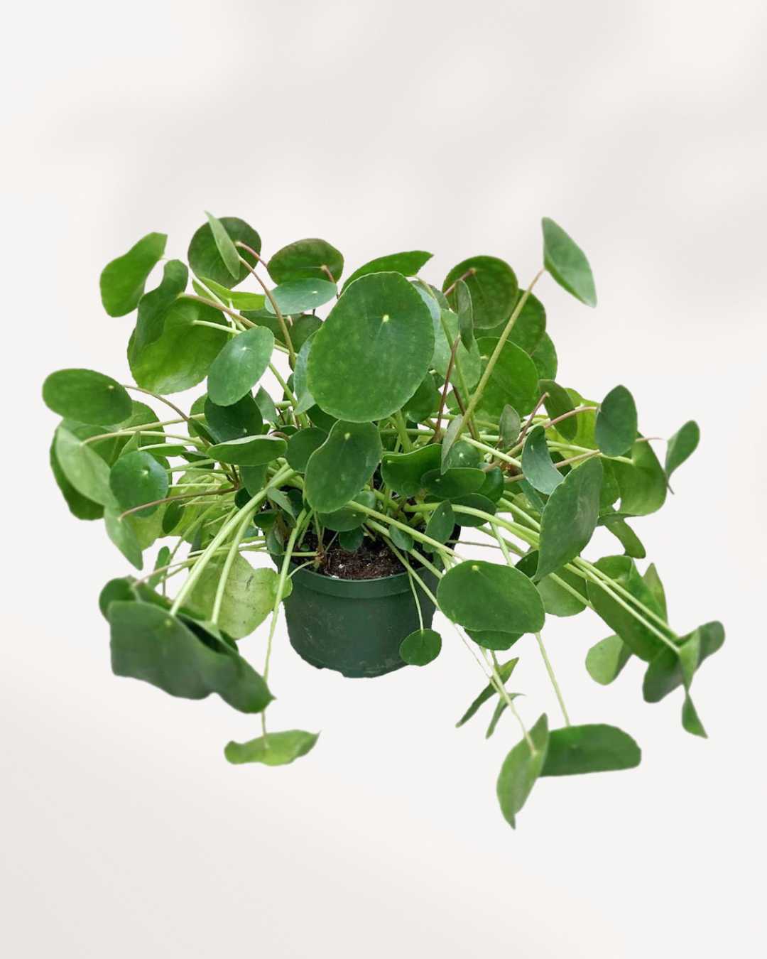 Pilea Peperomioides in a 6 inch pot, medium size