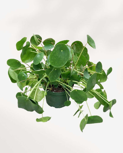 Pilea Peperomioides in a 6 inch pot, medium size