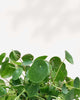 Close-up of Pilea Peperomioides round, coin-shaped leaves