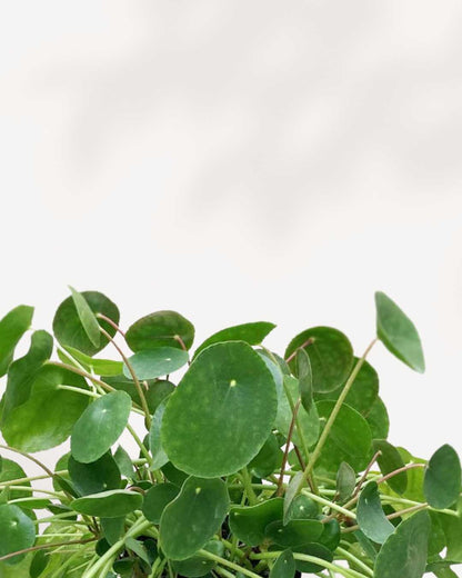 Close-up of Pilea Peperomioides round, coin-shaped leaves