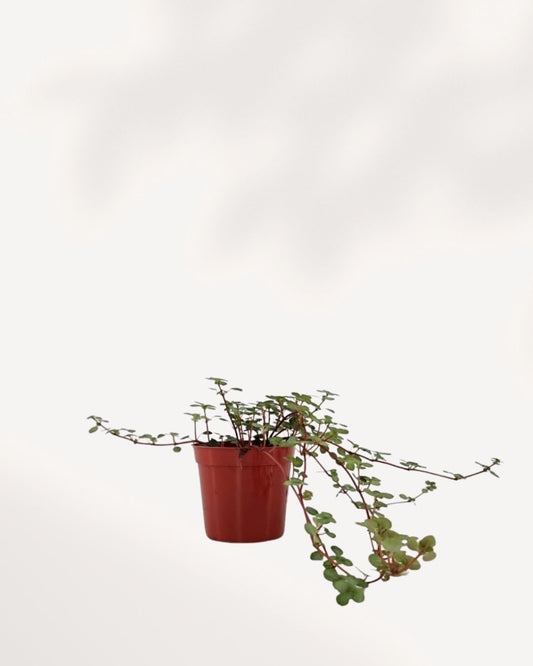 Pilea Glauca | Buy Online Pro Tip and Care Guide - Delivery from Toronto across Canada - Mygreenscape