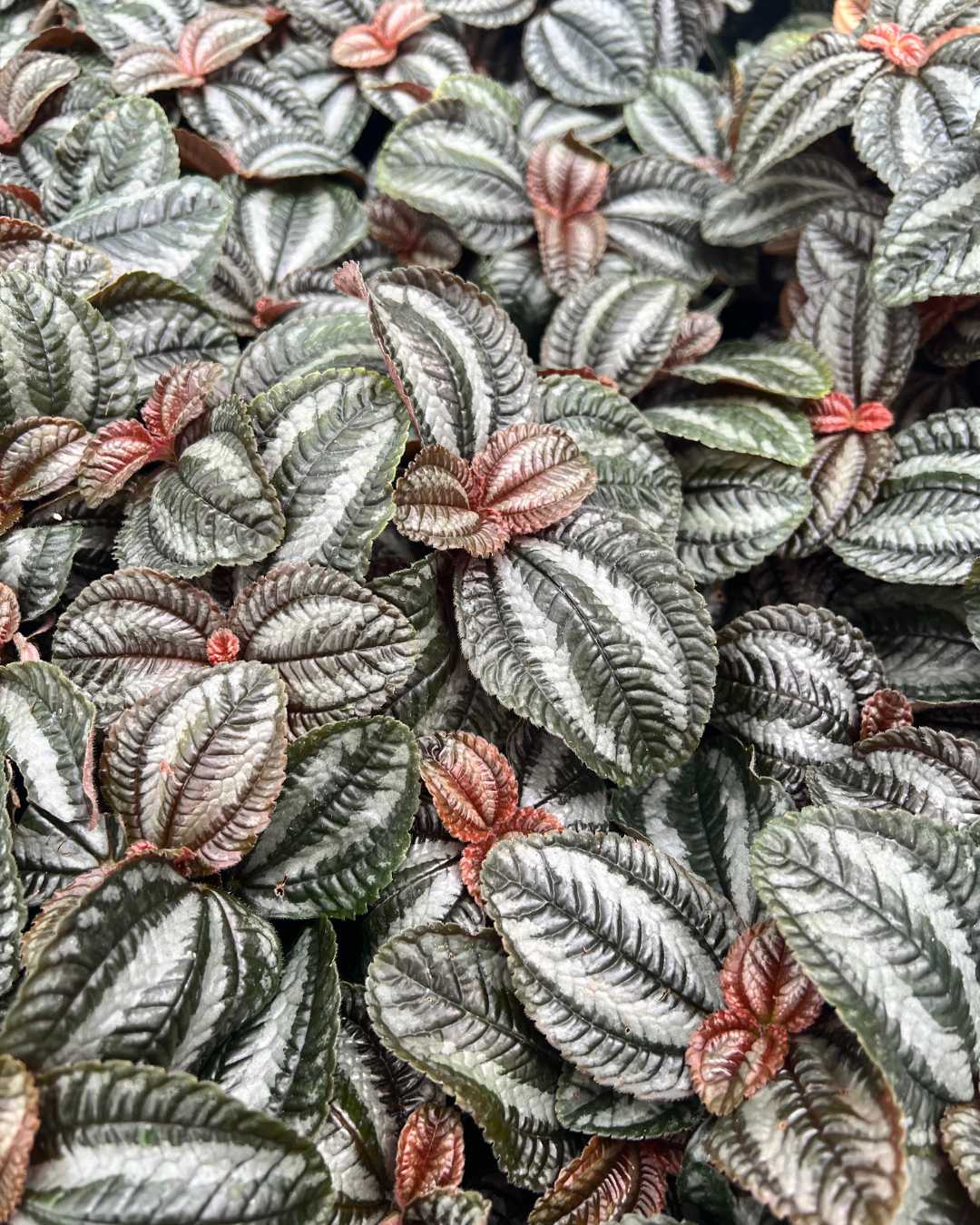 Pilea Involucrata