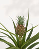 Pineapple Plant close up, detailed view of tropical pineapple foliage and texture, premium indoor plant delivered across the GTA and Canada