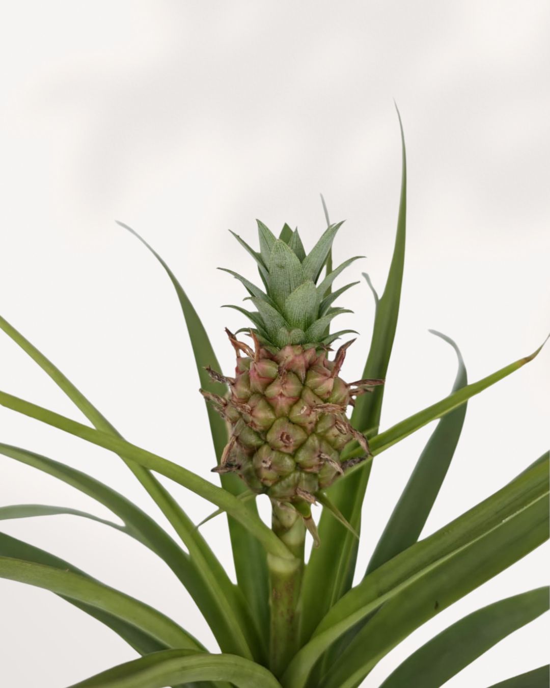 Pineapple Plant close up, detailed view of tropical pineapple foliage and texture, premium indoor plant delivered across the GTA and Canada