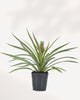 Pineapple Plant front view, tropical indoor pineapple plant with vibrant green foliage, available online and in store in Richmond Hill GTA