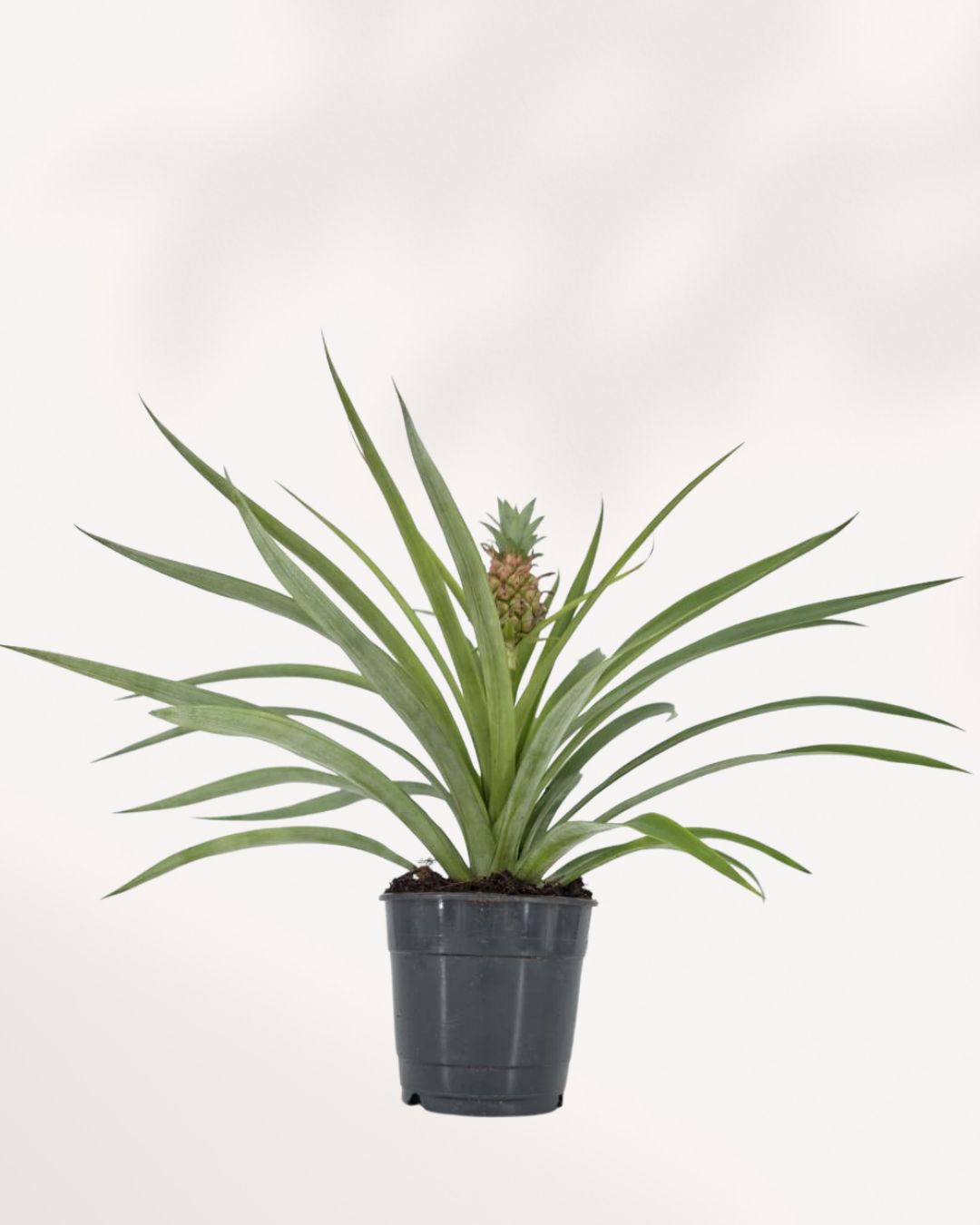 Pineapple Plant front view, tropical indoor pineapple plant with vibrant green foliage, available online and in store in Richmond Hill GTA