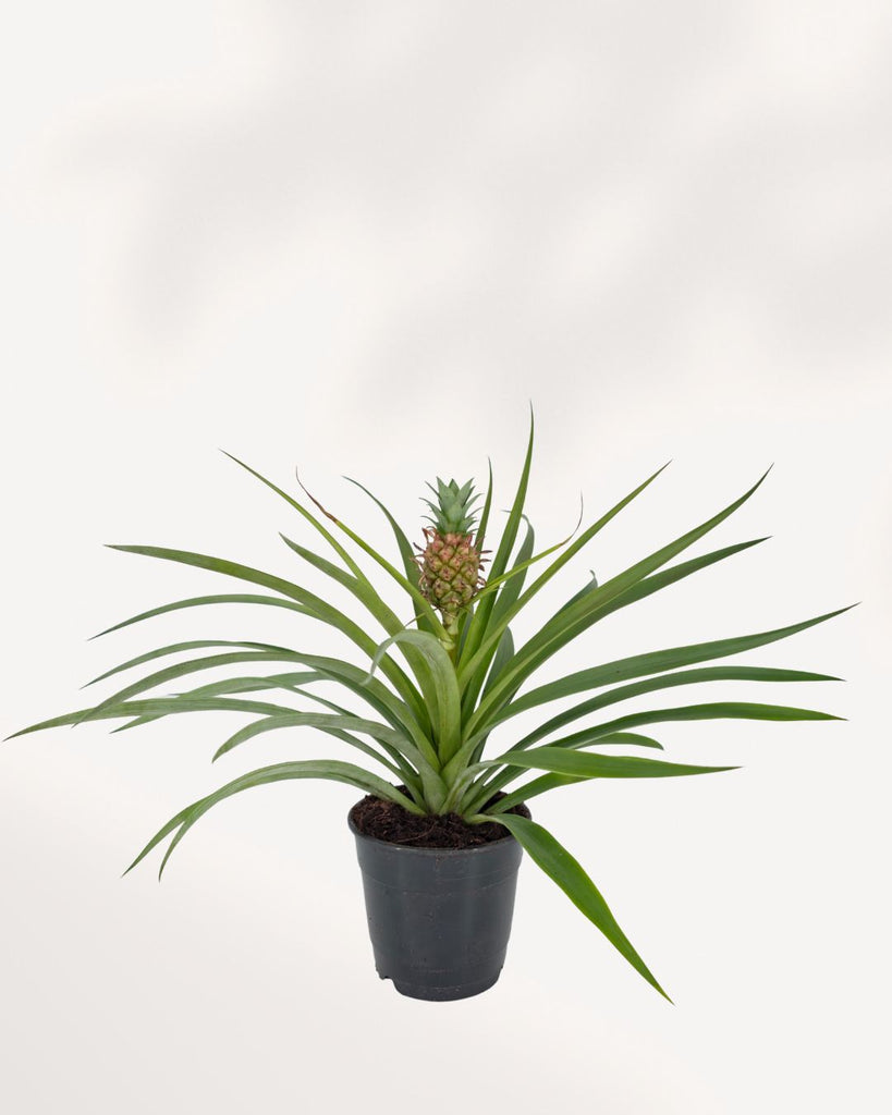 Pineapple Plant top front view, healthy ornamental pineapple houseplant with striking tropical leaves for bright indoor spaces