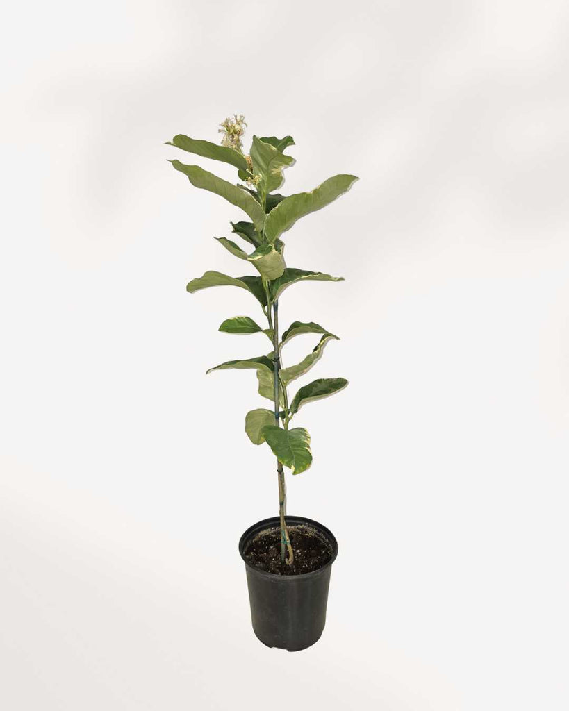 Pink Eureka Lemon 6-7” Pot - Large