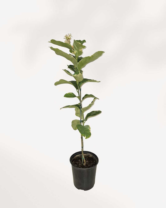 Pink Eureka Lemon 6-7” Pot - Large