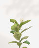 Pink Eureka Lemon