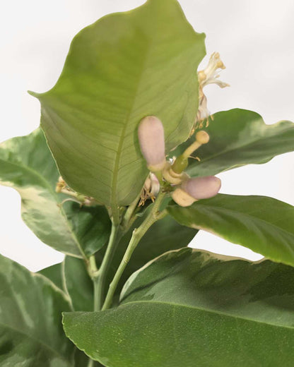 Pink Eureka Lemon