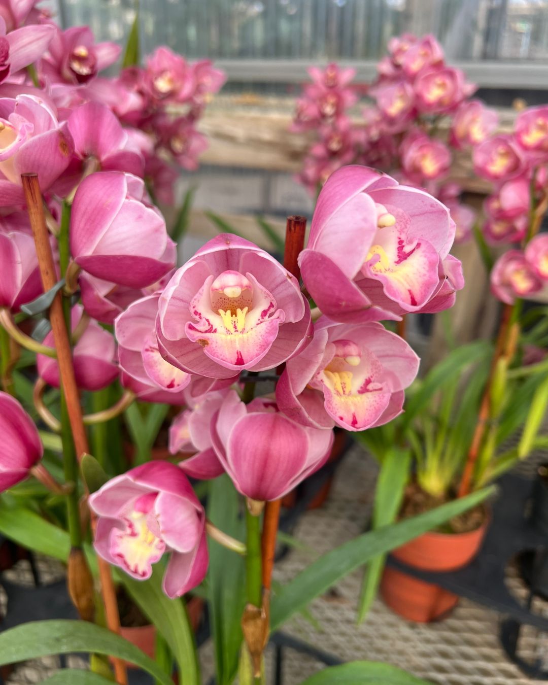 Cymbidium orchid with tall stems and fresh open blooms sitting in a Grow pot | Shop Online mygraenscape.com