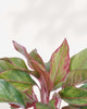 Close-up of Aglaonema Pink Sapphire's pink-accented leaves