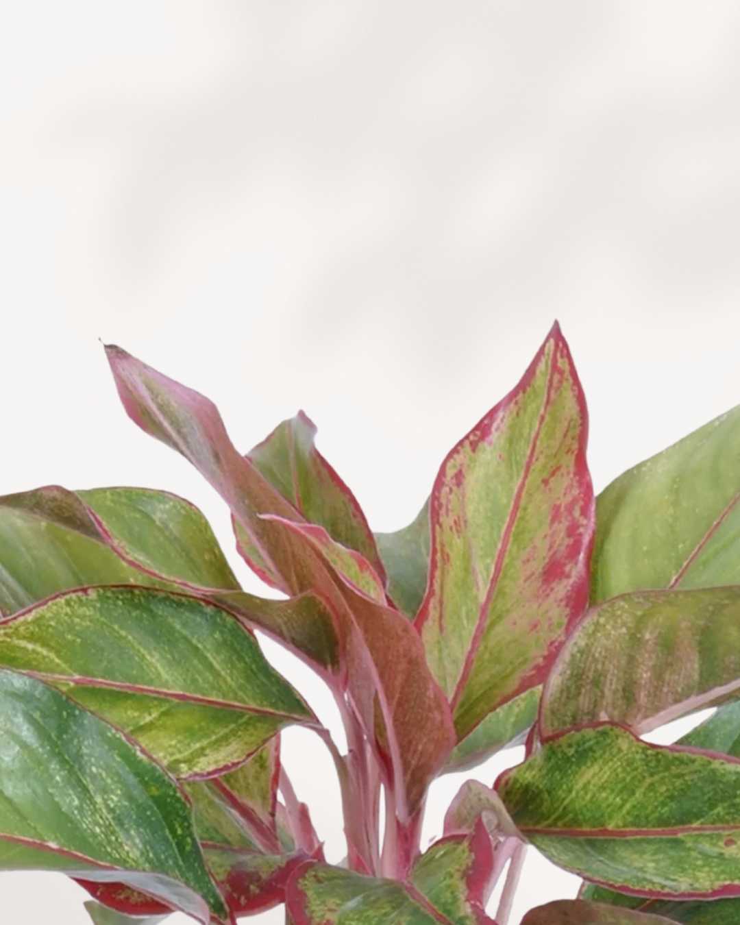Close-up of Aglaonema Pink Sapphire's pink-accented leaves