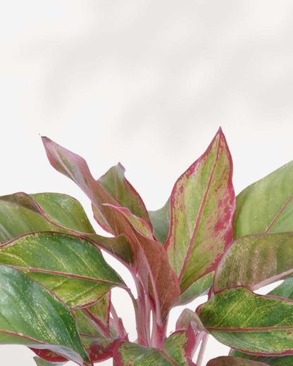 Close-up of Aglaonema Pink Sapphire's pink-accented leaves