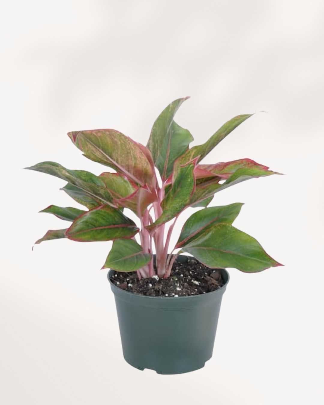 Aglaonema Pink Sapphire plant in a pot