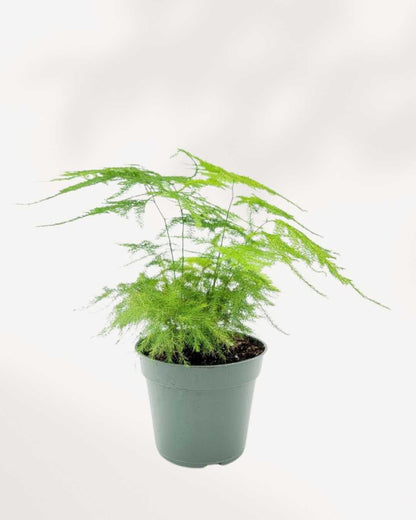 Plumosa Asparagus Fern - Asparagus setaceus 3.5" Pot - XSmall