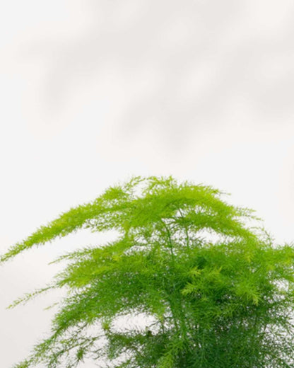 Close-up of Plumosa Asparagus Fern's feathery needle-like leaves