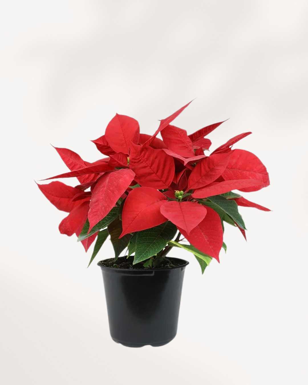 Poinsettia 4" Pot - Small