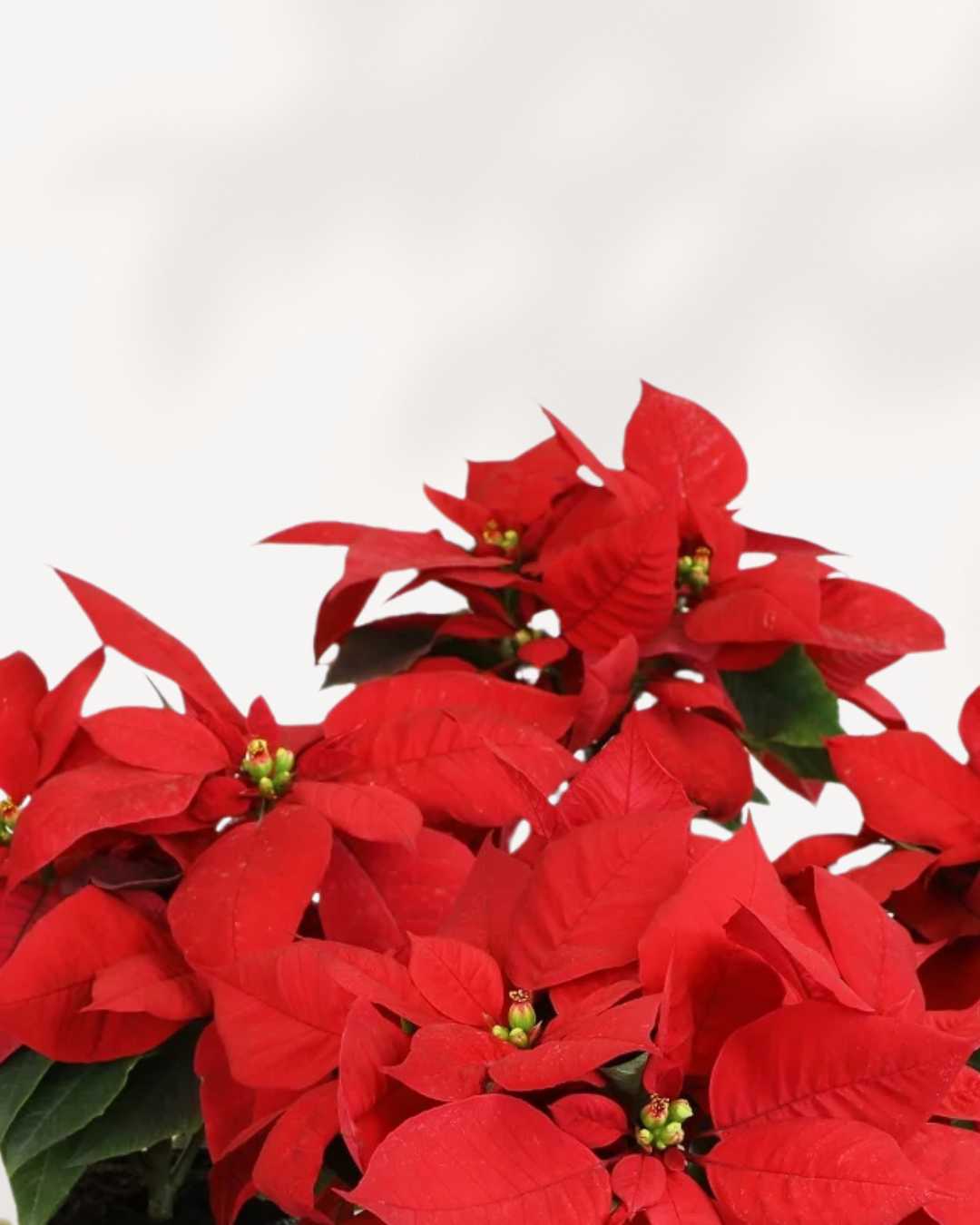 Poinsettia Closeup | Buy Online