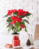 Poinsettia Decoration in Living Room