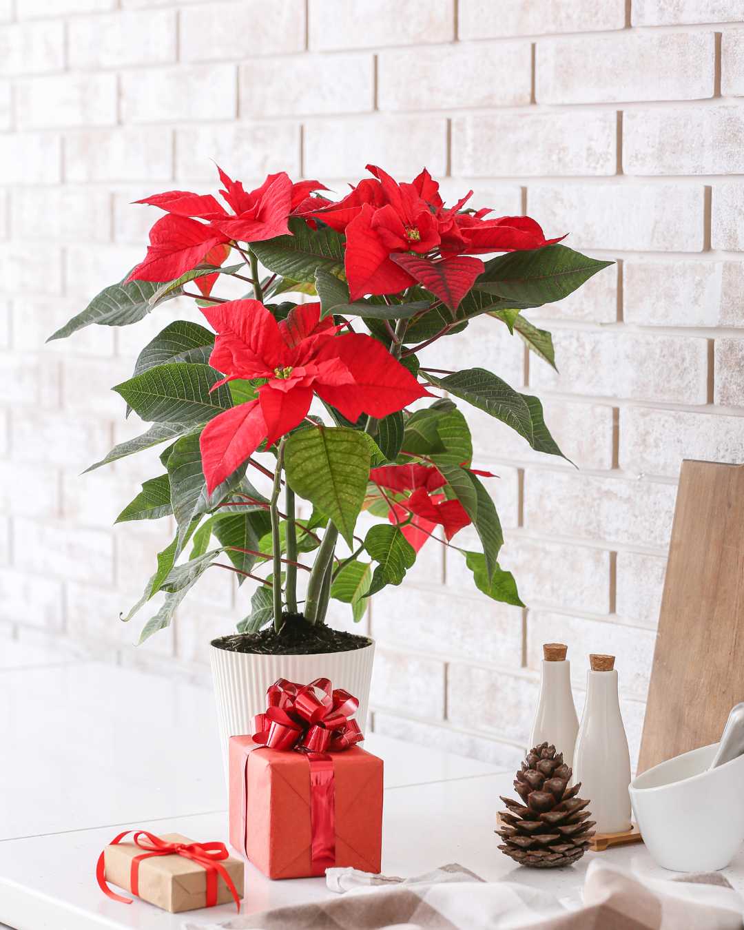 Poinsettia Decoration in Living Room
