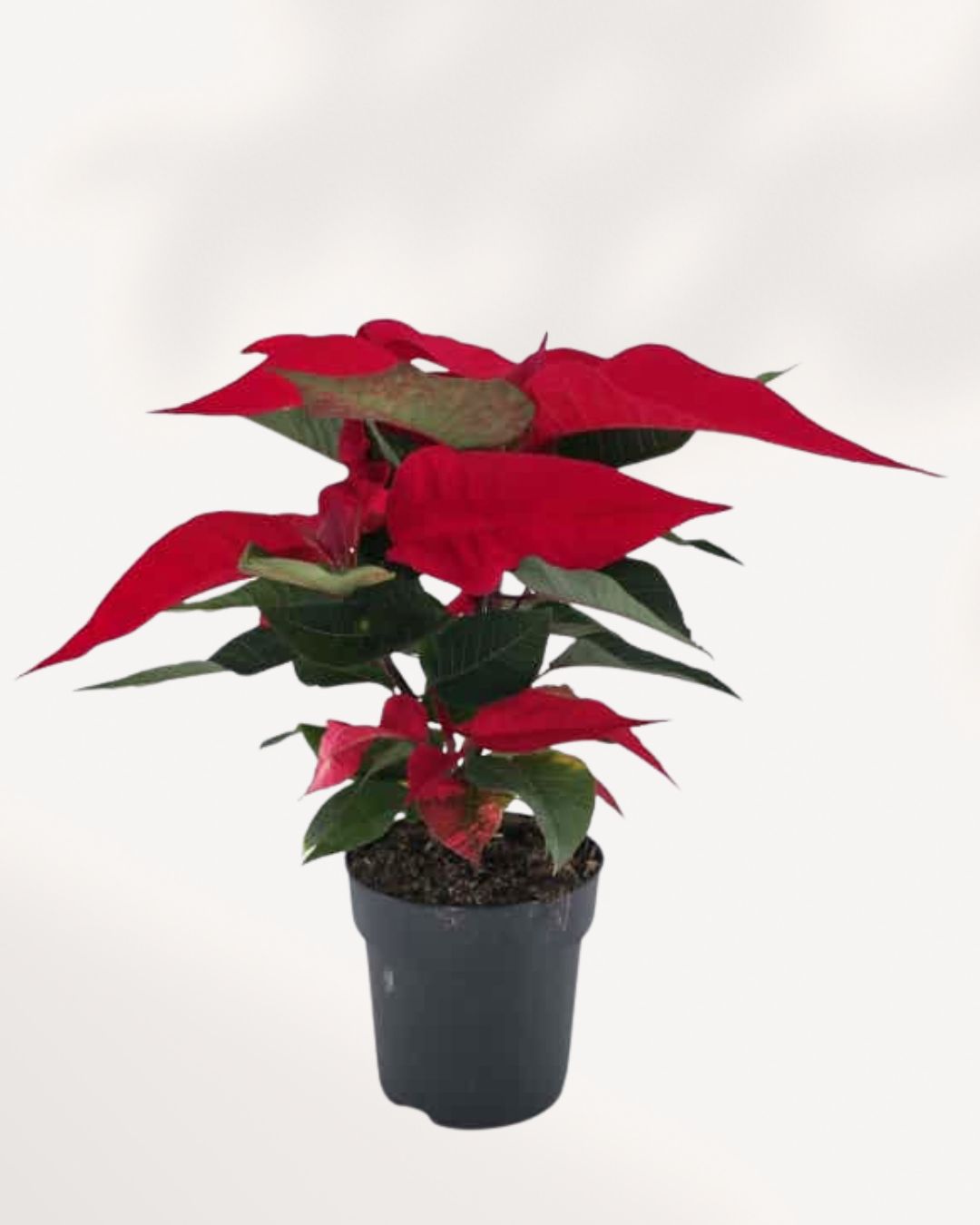 Poinsettia 5" Pot - Medium | Buy Online