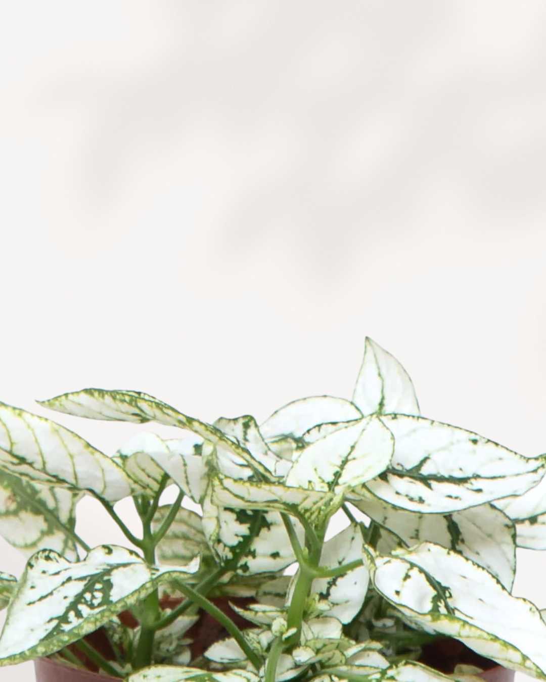 Polka Dot Plant