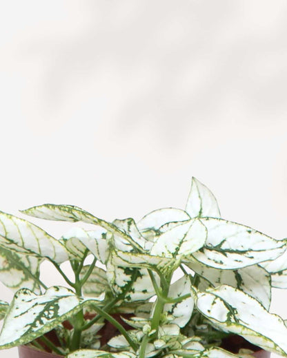 Polka Dot Plant