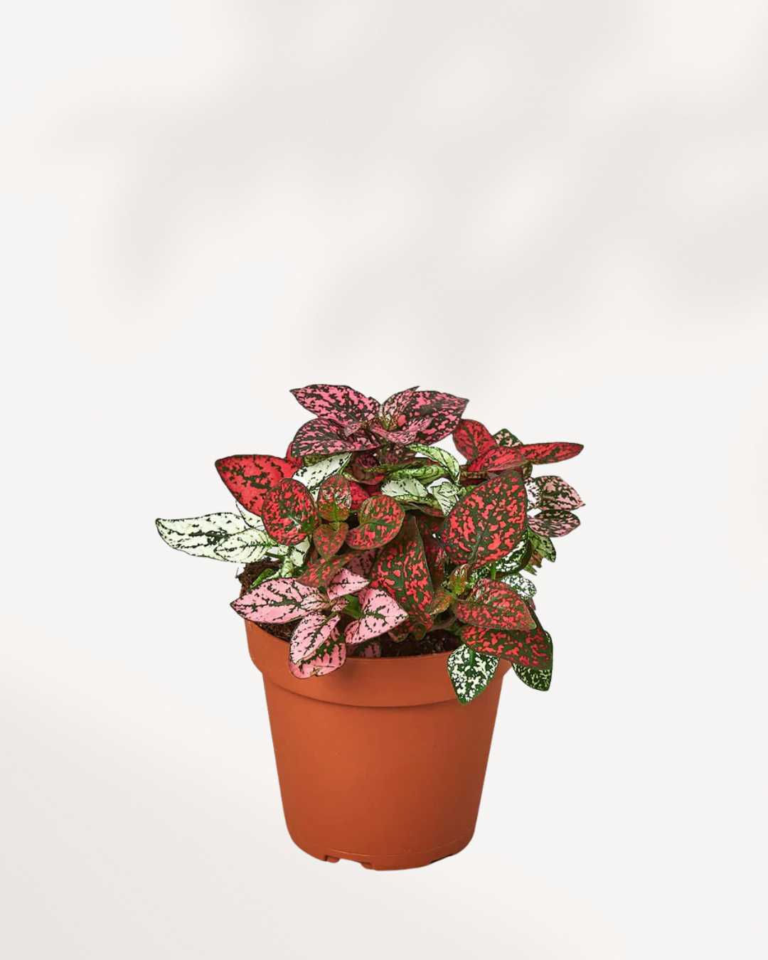 Polka Dot Plant 3.5" Pot - Small Multi