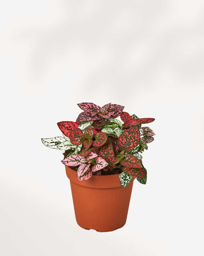 Polka Dot Plant 3.5" Pot - Small Multi