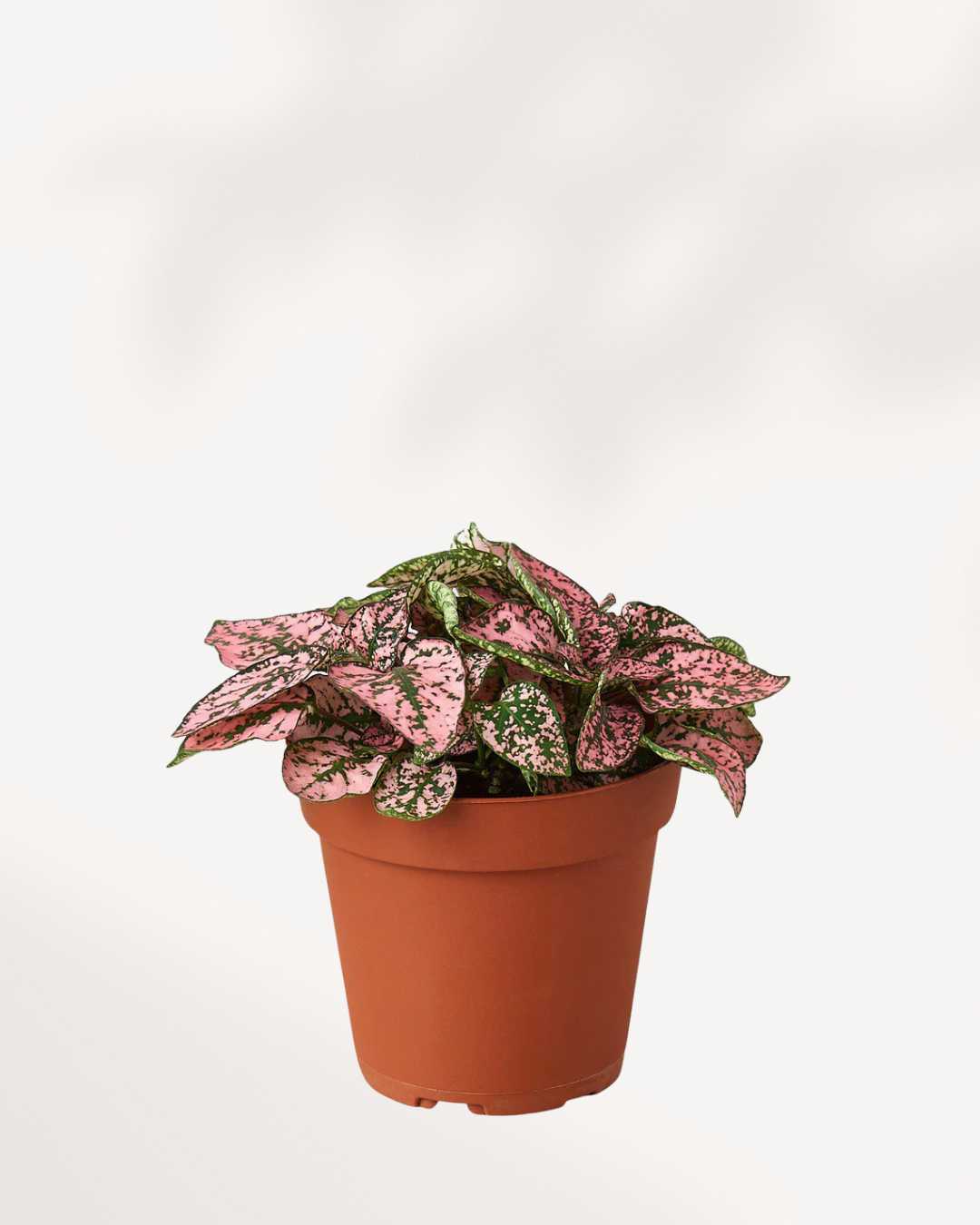 Polka Dot Plant 3.5" Pot - Small Pink