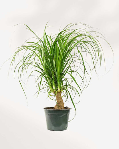 Ponytail Palm 6" Pot - Medium