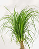 Close-up of Ponytail Palm's bulbous trunk and cascading leaves