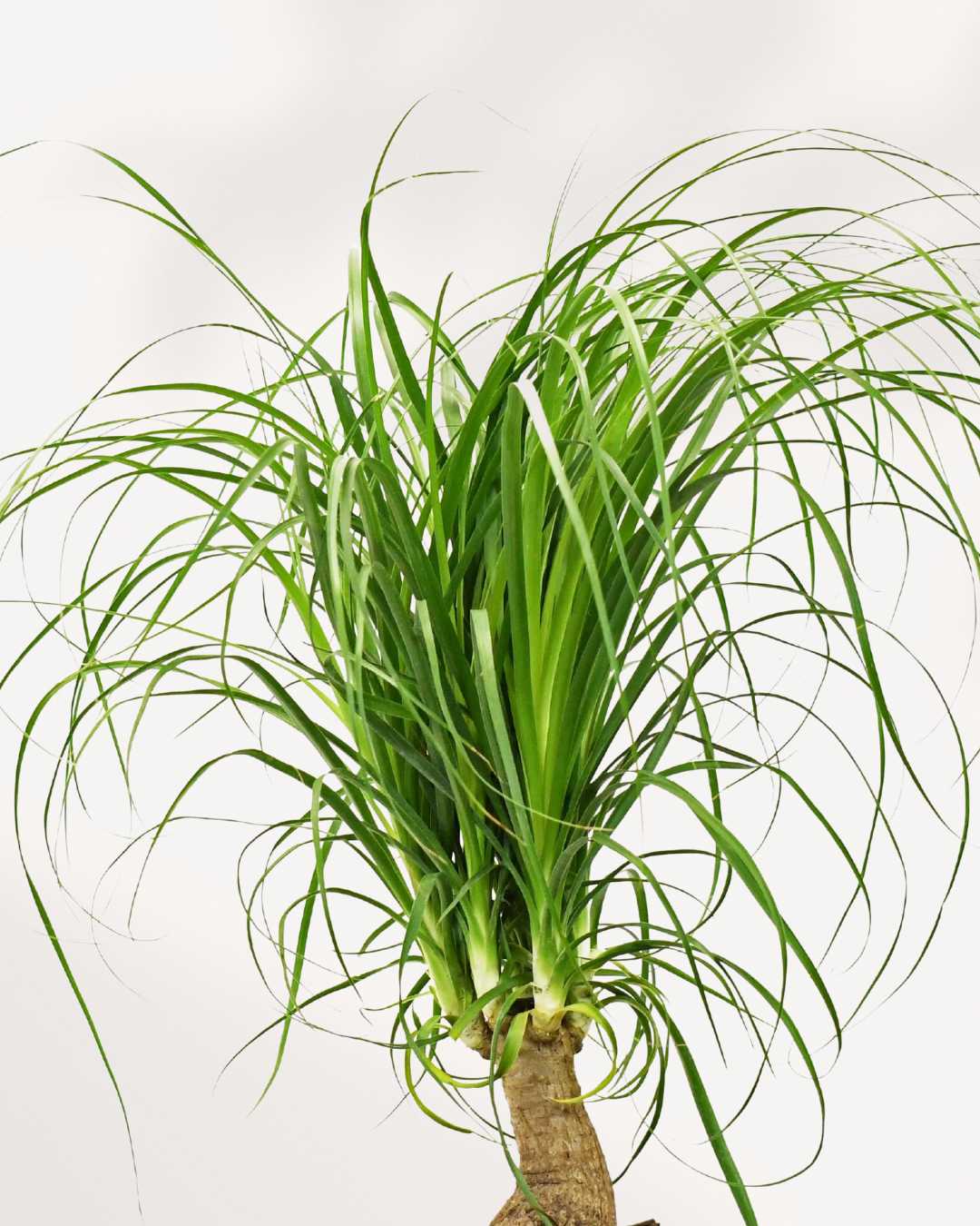 Close-up of Ponytail Palm's bulbous trunk and cascading leaves