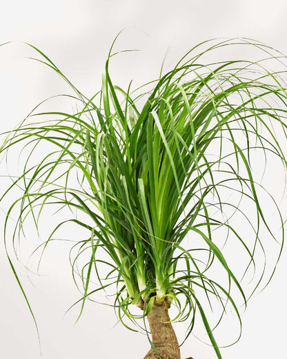 Close-up of Ponytail Palm's bulbous trunk and cascading leaves