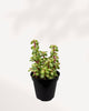 Portulacaria afra ‘Medio-picta’ 3.5" Pot - XSmall | Buy Online