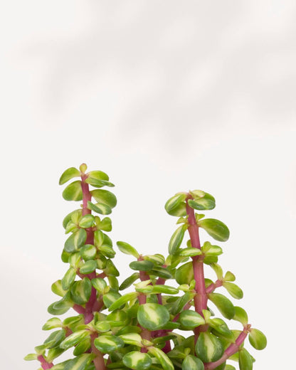 Portulacaria afra ‘Medio-picta’ 3.5" Pot - XSmall | Buy Online