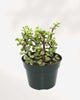Portulacaria afra