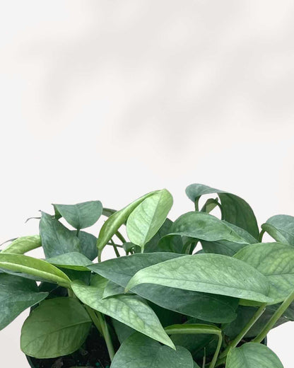 Pothos Cebu Blue