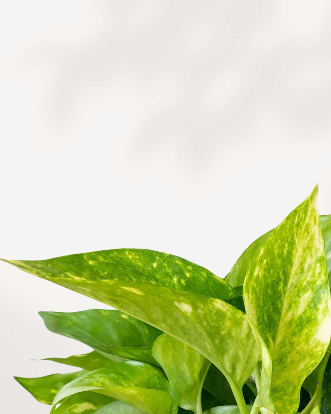 Pothos Hawaiian