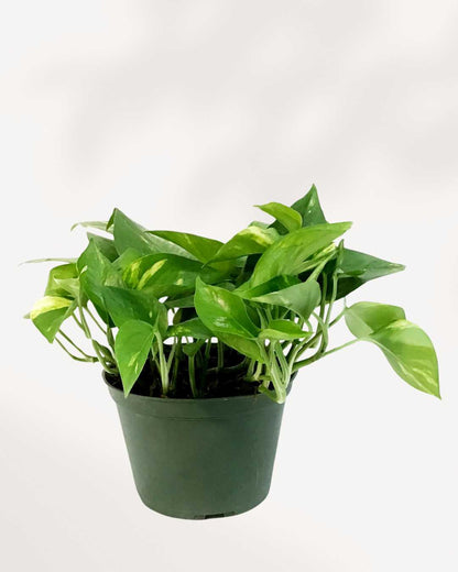 Pothos Hawaiian 5" Pot - Medium
